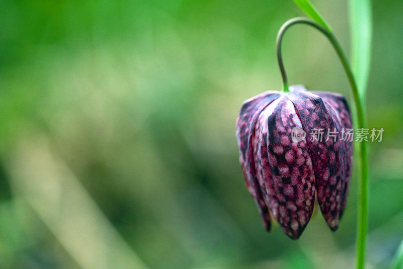 蛇头贝母(Fritillaria meleagris)在其自然环境，沼泽，模糊的背景